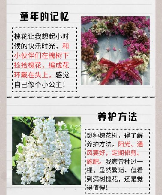 槐树什么时候开花？国槐与刺槐花期对比及夏季养护指南