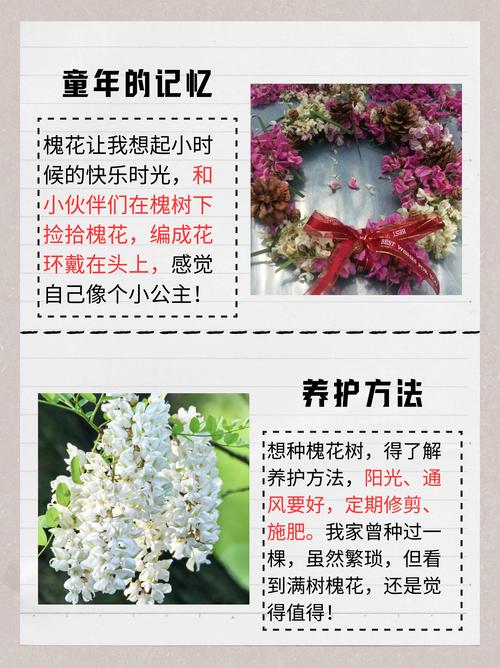 槐树什么时候开花？国槐与刺槐花期对比及夏季养护指南
