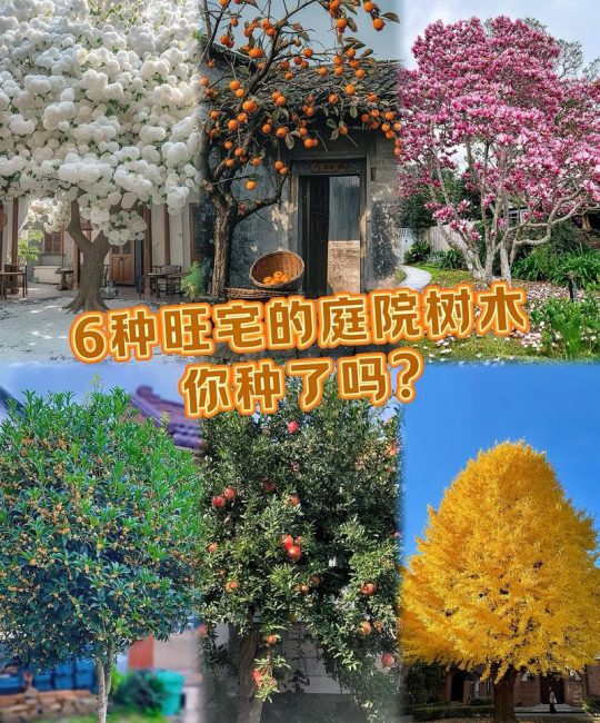 家门口适合种什么树？先看这3个标准