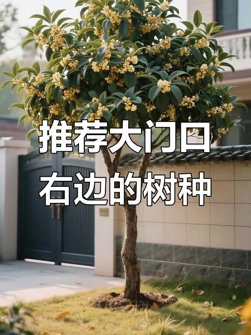 五、浇定根水：栽完立刻浇透