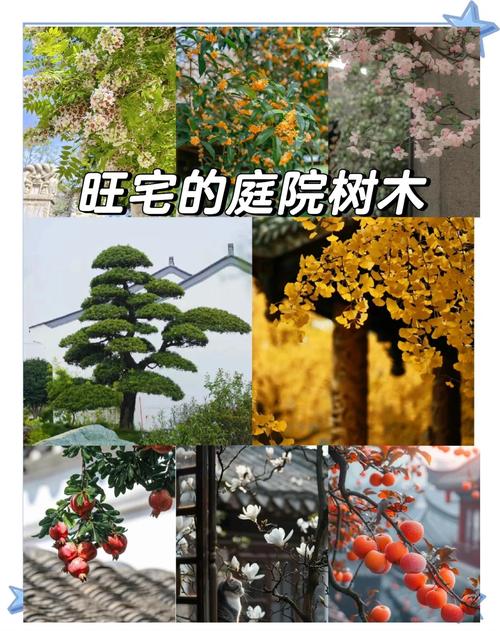 六、缓苗管理：前7—15天最关键