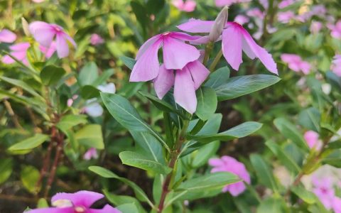 长春花（日日春）养殖全攻略：喜光耐旱，全年开花不断