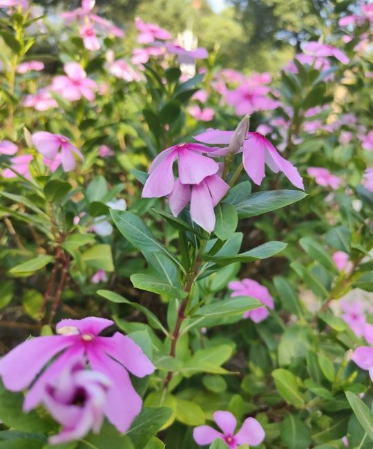 长春花（日日春）养殖全攻略：喜光耐旱，全年开花不断