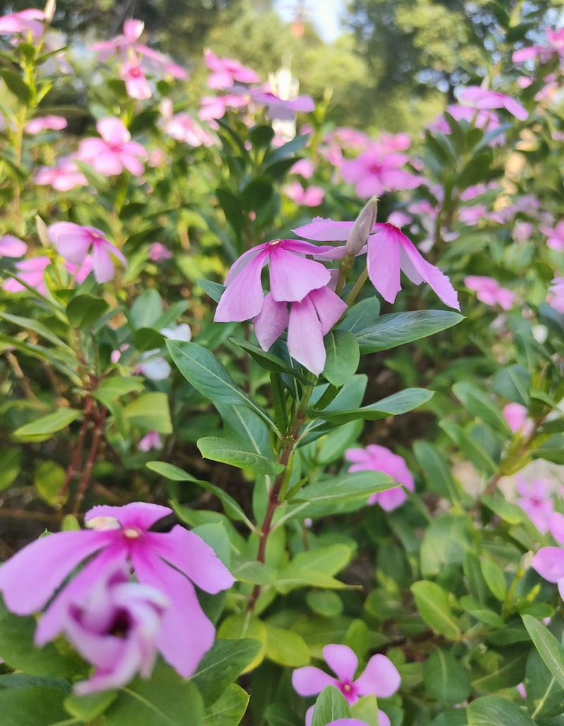 长春花(日日春)养殖全攻略:喜光耐旱,全年开花不断 长春花(日日春)养殖全攻略:喜光耐旱,全年开花不断
