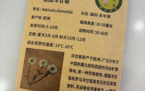洋甘菊怎么种植？从播种到开花的完整技术指南