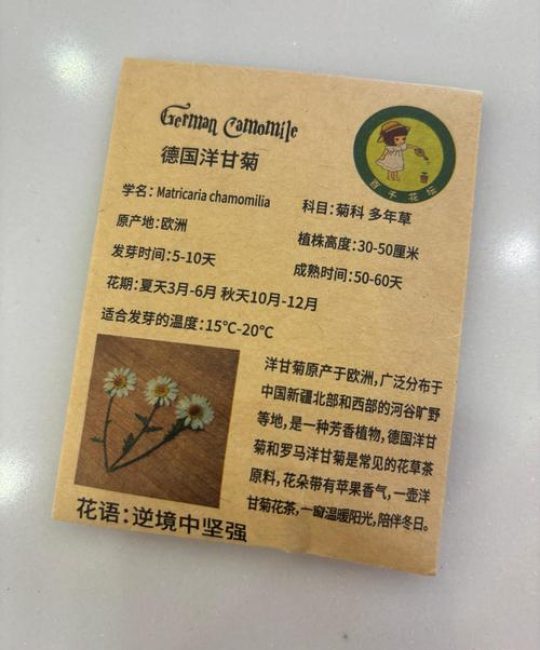 洋甘菊怎么种植？从播种到开花的完整技术指南