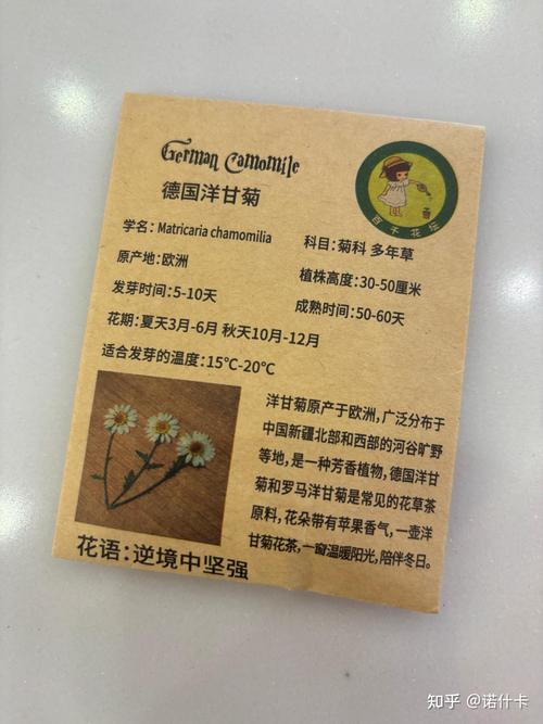 洋甘菊怎么种植?从播种到开花的完整技术指南 洋甘菊怎么种植?从播种到开花的完整技术指南