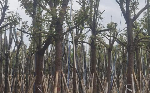 门前能栽香樟树吗？庭院大树规格、移栽与支撑全指南