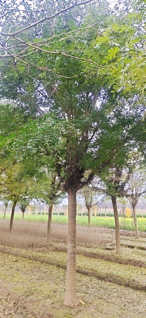 50公分直径皂角树多少钱一棵?2026年最新价格参考 产地因素如何影响价格