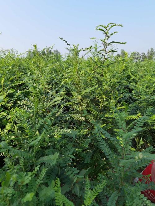 50公分直径皂角树多少钱一棵?2026年最新价格参考 季节因素导致的价格波动