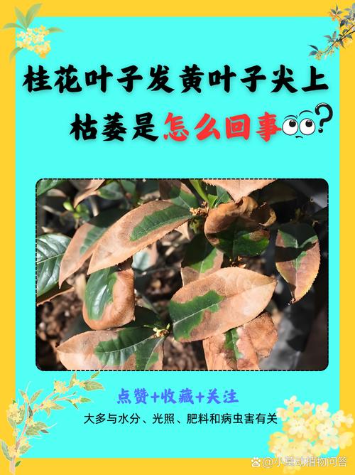 桂花树枯萎了怎么补救?从原因排查到实操防治全指南 总结与预防建议