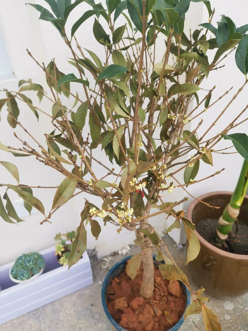 桂花树枯萎了怎么补救?从原因排查到实操防治全指南 分步排查清单(按顺序执行)