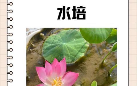睡莲花头可以碰水吗？正确养护方法避免腐烂与病害