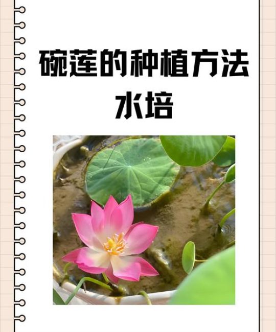 睡莲花头可以碰水吗？正确养护方法避免腐烂与病害