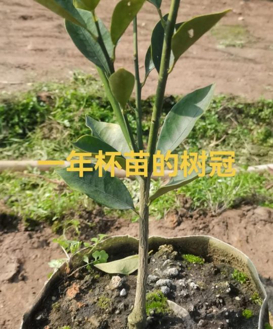 桔子苗怎么种植？从选时到成活，7个步骤教你种出高产桔子树（附详细参数）