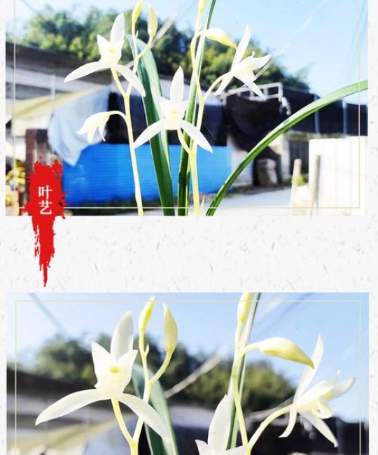 白兰花什么品种最香？三大香兰品种深度对比与选购指南