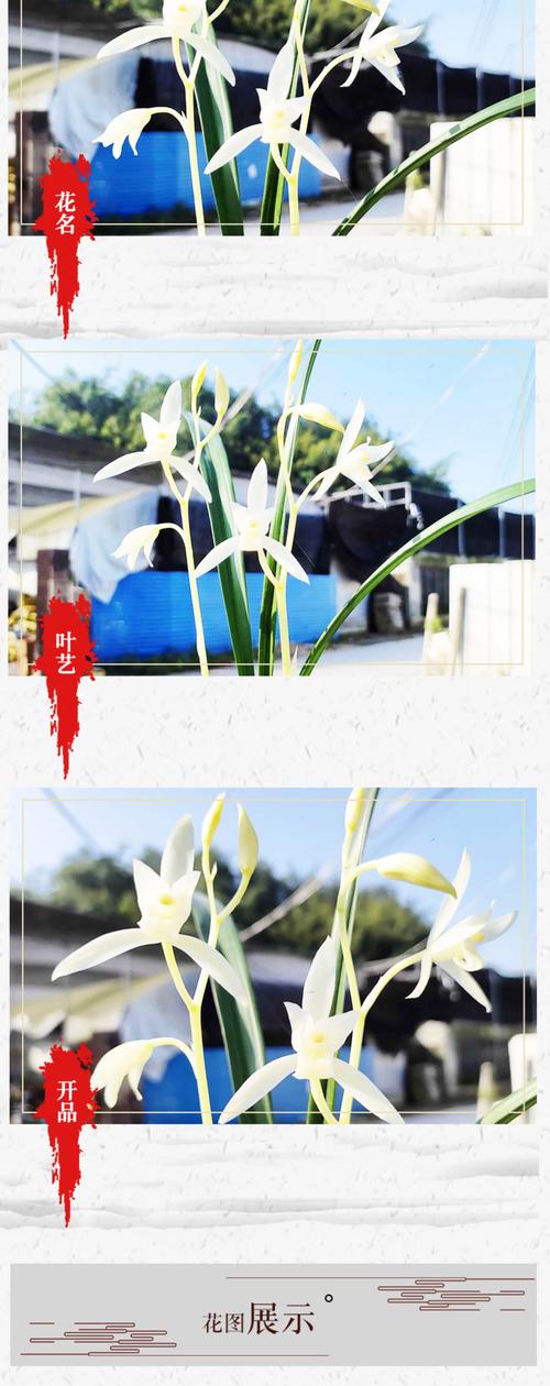 白兰花什么品种最香?三大香兰品种深度对比与选购指南 白兰花什么品种最香?三大香兰品种深度对比与选购指南