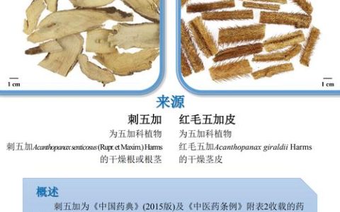 五加皮和刺五加的区别：一文看懂两种“五加”的药用与园艺差异
