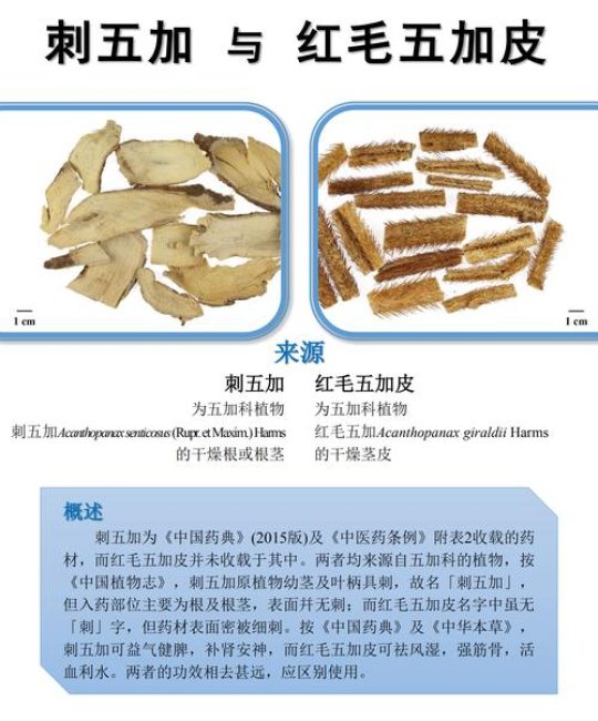 五加皮和刺五加的区别：一文看懂两种“五加”的药用与园艺差异