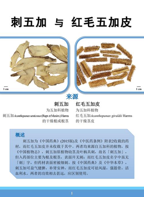 五加皮和刺五加的区别:一文看懂两种“五加”的药用与园艺差异 五加皮和刺五加的区别:一文看懂两种“五加”的药用与园艺差异