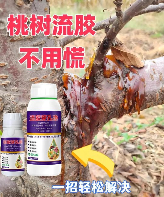 桃树流胶怎么办？从刮除到养护，三步根治树体“流血”