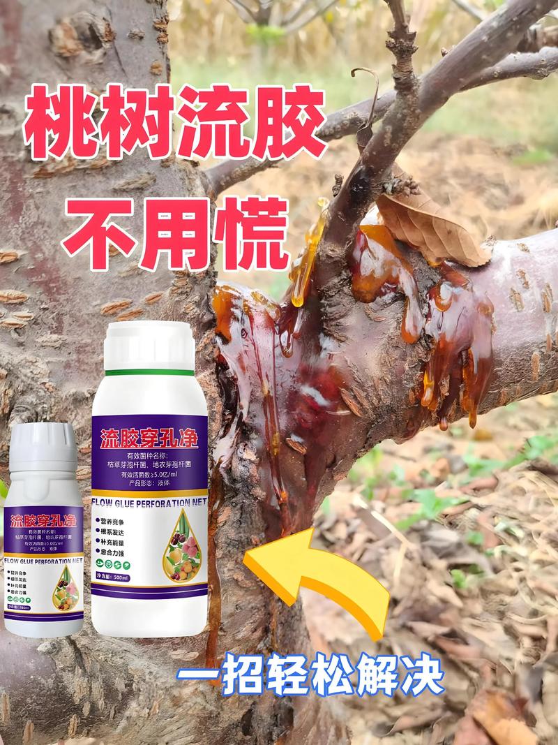 桃树流胶怎么办?从刮除到养护,三步根治树体“流血” 桃树流胶是生理性病害,可防可治,关键在刮除病斑、涂抹药剂和树体养护