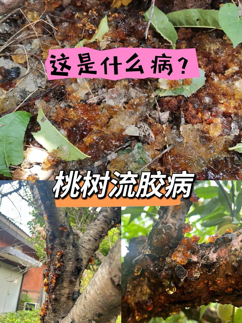 桃树流胶怎么办?从刮除到养护,三步根治树体“流血” 第三步:雨季排水与科学施肥是稳定树势的根本
