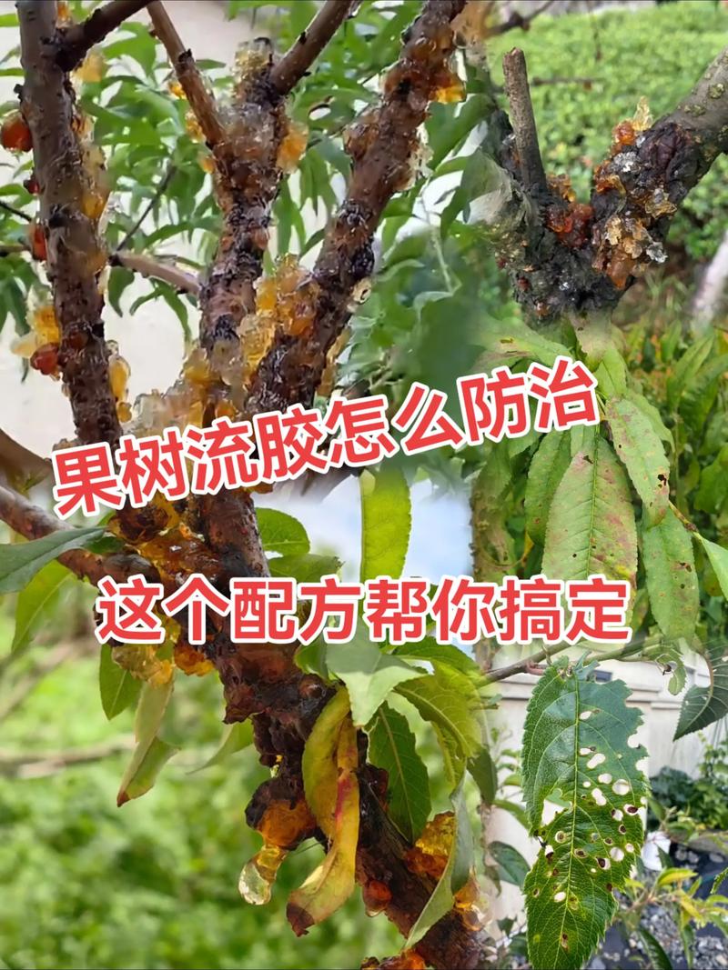 桃树流胶怎么办?从刮除到养护,三步根治树体“流血” 第二步:冬春季修剪是预防流胶复发的重要手段