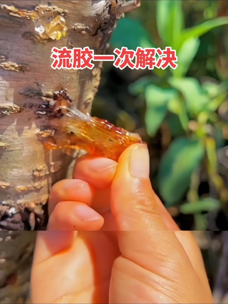 桃树流胶怎么办?从刮除到养护,三步根治树体“流血” 预防流胶的品种选择与苗木质量提示