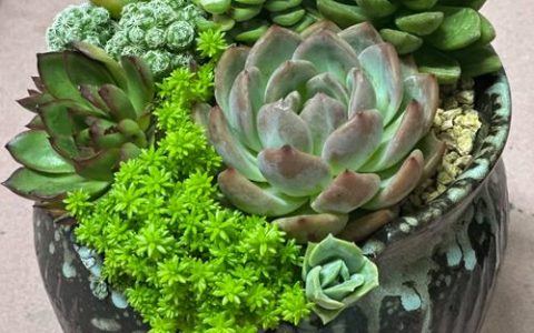 家庭盆栽植物推荐：这三种易养护又寓意美好的选择