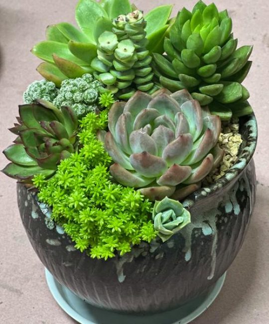 家庭盆栽植物推荐：这三种易养护又寓意美好的选择