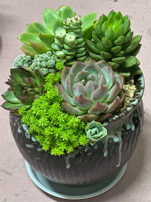 家庭盆栽植物推荐:这三种易养护又寓意美好的选择 家庭盆栽植物推荐:这三种易养护又寓意美好的选择