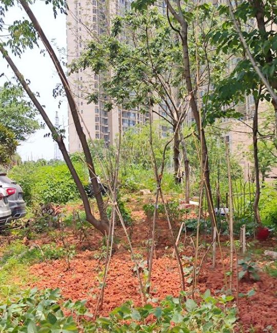 毁坏小区绿化树木违法吗？——从工程绿化标准看法律风险与补救方案