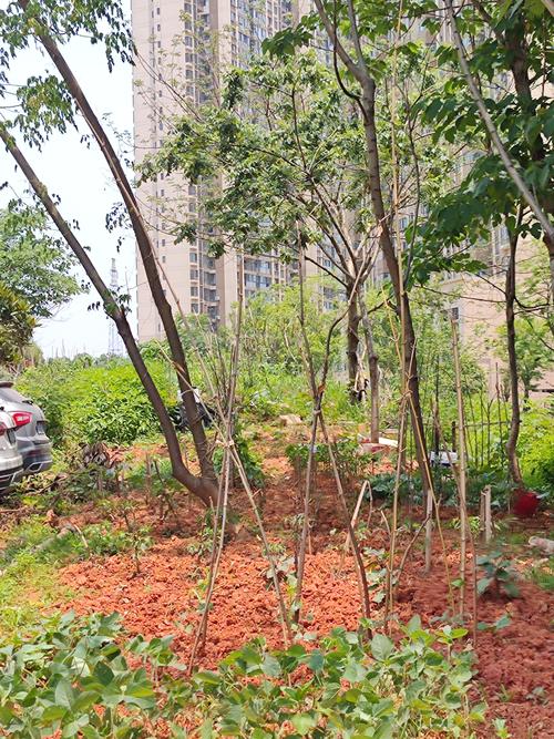 毁坏小区绿化树木违法吗?——从工程绿化标准看法律风险与补救方案 毁坏小区绿化树木违法吗?——从工程绿化标准看法律风险与补救方案