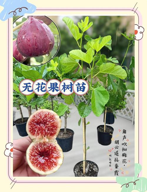 什么时候种无花果最好?春季和秋季种植时间全攻略,附南北差异详解 三、栽前处理:修剪烂根、消毒15分钟、蘸生根粉