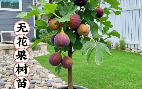 什么时候种无花果最好？春季和秋季种植时间全攻略，附南北差异详解