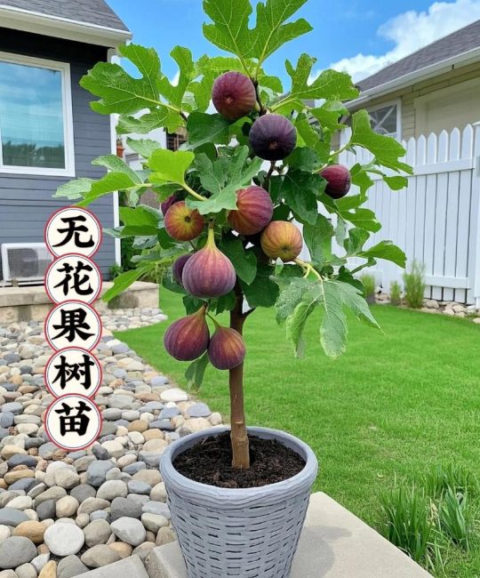 什么时候种无花果最好？春季和秋季种植时间全攻略，附南北差异详解