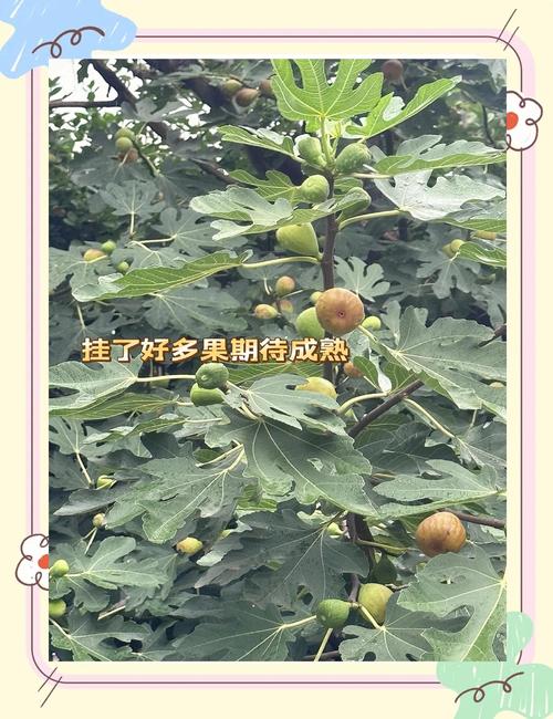 什么时候种无花果最好?春季和秋季种植时间全攻略,附南北差异详解 四、栽植深度:根茎结合部与地面平齐,浅栽不埋土