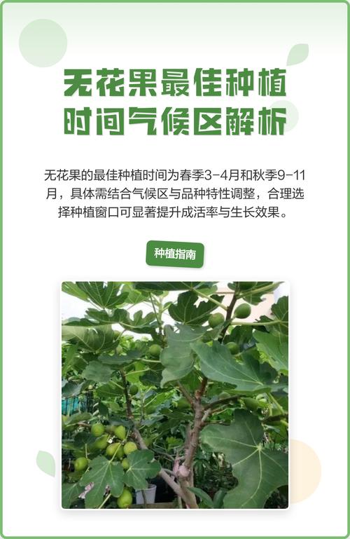 什么时候种无花果最好?春季和秋季种植时间全攻略,附南北差异详解 五、浇定根水:栽完一株立即浇透,水量为穴径的2-3倍