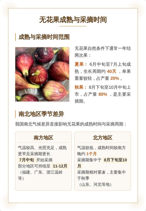 什么时候种无花果最好?春季和秋季种植时间全攻略,附南北差异详解 六、缓苗管理:遮阴3-5天、叶面喷水、控制浇水