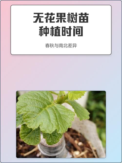 什么时候种无花果最好?春季和秋季种植时间全攻略,附南北差异详解 七、成活注意事项:易出问题及对策,成活后管理要点