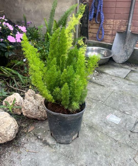 冬天适合播种什么植物？先看这3类