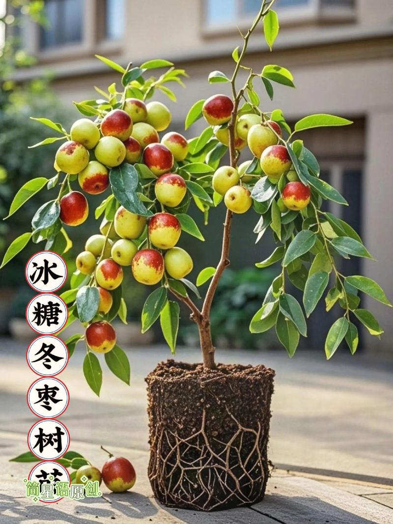 五、浇定根水和保湿方法