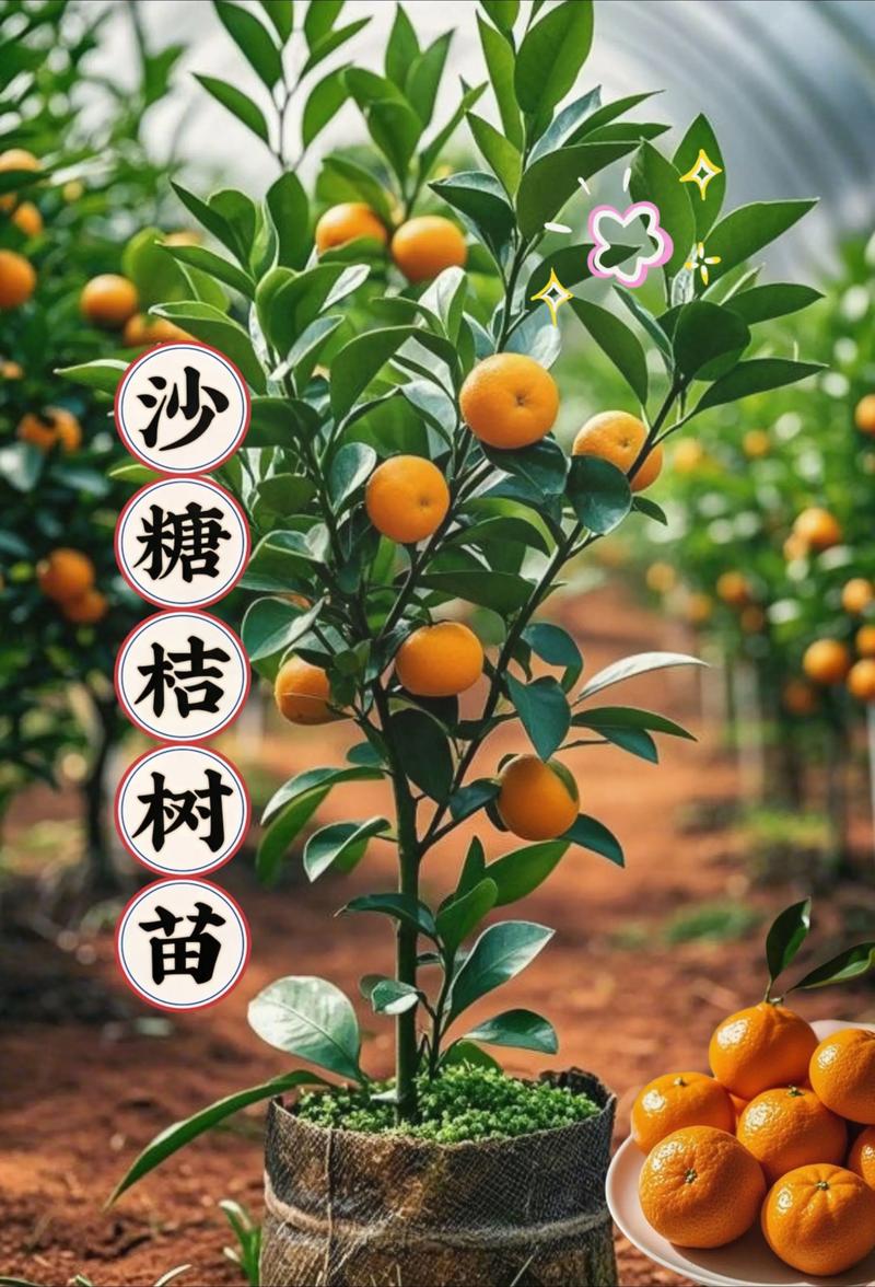 江西能种沙糖桔吗?一文说清气候、土壤与种植要点 四、定植深度与操作规范