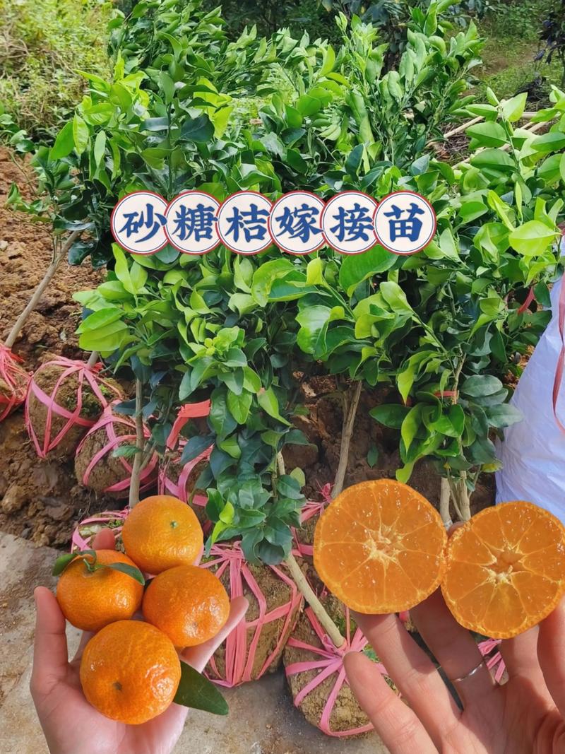 江西能种沙糖桔吗?一文说清气候、土壤与种植要点 七、江西种植的特别注意事项