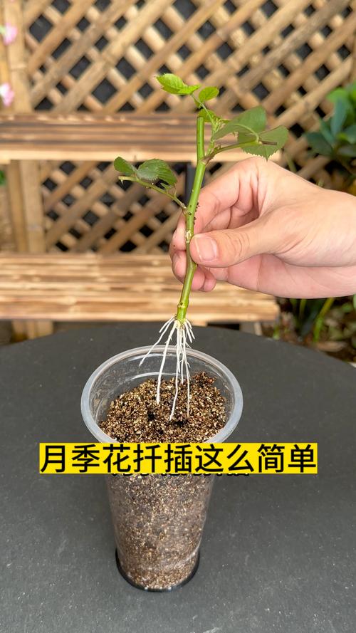 扦插玫瑰花的方法:从插穗到成苗的全流程技术解析 扦插玫瑰花的方法:从插穗到成苗的全流程技术解析