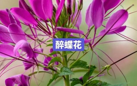 醉蝶花是宿根花卉吗？从花色花期到盆栽地栽的全方位解析