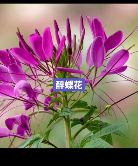 醉蝶花是宿根花卉吗？从花色花期到盆栽地栽的全方位解析