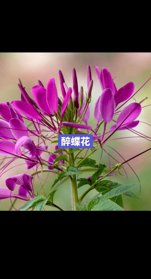 醉蝶花的品种特征