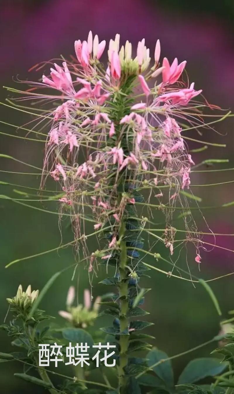 修剪促花系统指导